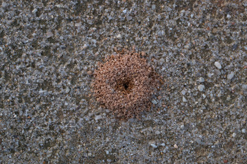ant burrow