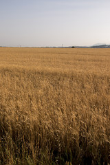 Wheat field plantation