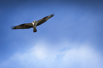 Osprey in Flight with Blue sky and clouds in background