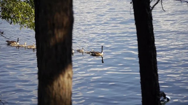 Canada goose (Branta canadensis) family swims by on lake with young chicks