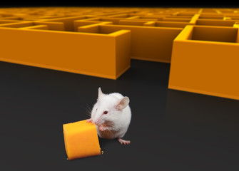 White mouse at exit of maze with Cheese.