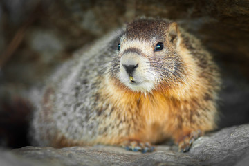 Yellow-bellied marmot
