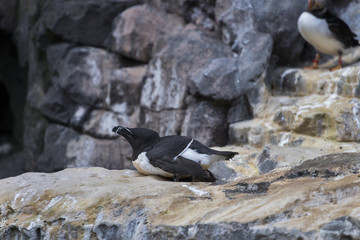 Penguin relaxing