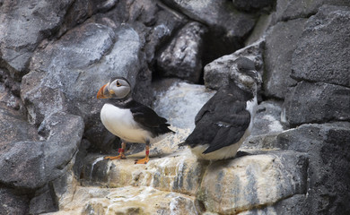 Atlantic puffins