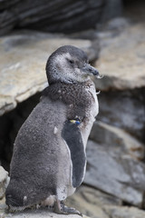 Penguin relaxing