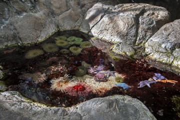 Shore coral