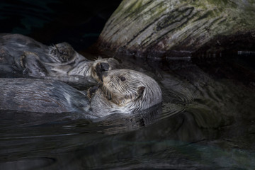 sea otter (Enhydra lutris)