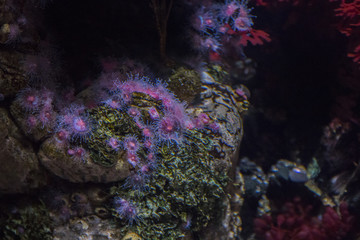 Naklejka na ściany i meble Under the sea coral