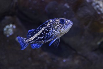 China rockfish
