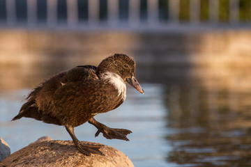 Mallard duck