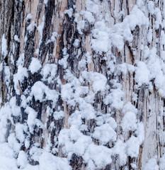  winter tree trunk