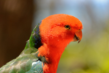 Head of an Australian King Parrot