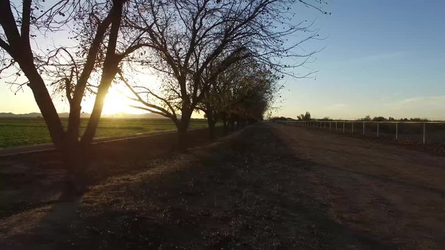 Revealing a Row of Pecan Trees at Sunset
