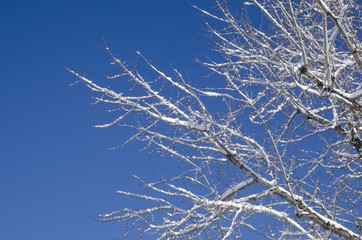 winter trees snow blue sky  season