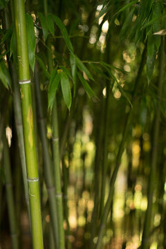 bamboo © Julien