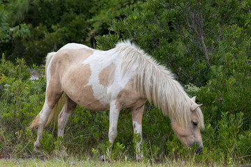 Obraz na płótnie Canvas Assateague Wild Pony