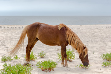 Assateague Wild Pony