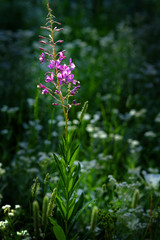 Green Wild Grass and Flowers Growing