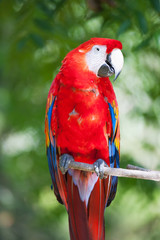Close up of red ara parrot head in tropical habitat   © Natalia Bratslavsky
