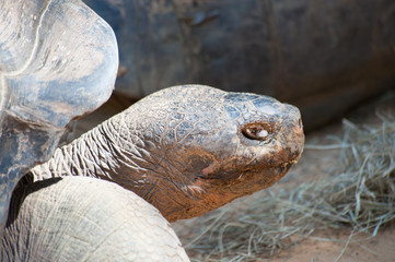 Close up of the Giant Tortoise looking at viewer
