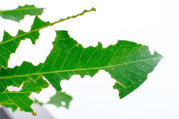 Nibble leaves texture