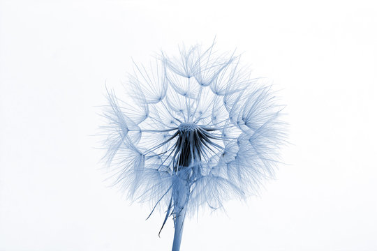Fototapeta big dandelion on white background
