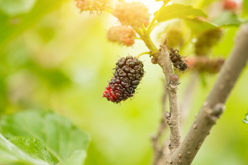 Mulberry fruit on tree, Berry in farm.