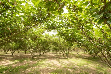 Mulberry plantation.