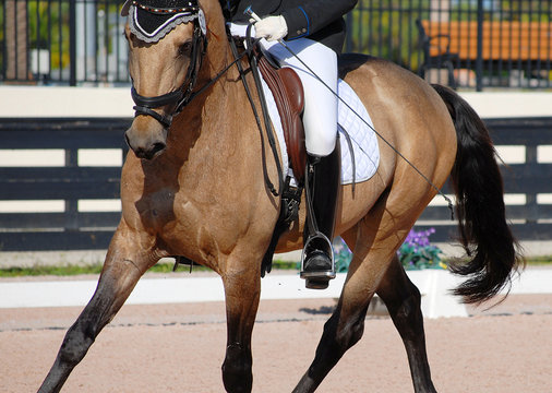 Detail of a buckskin colored horse and rider completing dressage moves in an arena.