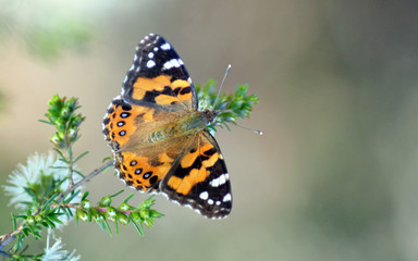 Fototapeta na wymiar Australian Painted Lady Butterfly, Vanessa kershawi, on a native shrub, Royal National Park, Sydney, Australia