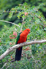 Australian male red and green King parrot, Alisterus scapularis, perched in a tree, Pebbly Beach, Murramarang National Park, New South wales south coast