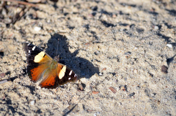 Fototapeta na wymiar Australian Yellow Admiral butterfly, Vanessa itea, casting a shadow on the ground in the Royal National Park, Sydney