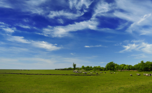 Sheep and green grass