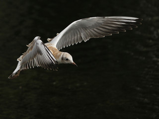 Obraz premium Bird gull flies over the water