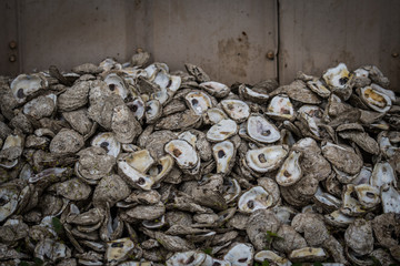 Oyster Shells Against Wall © kellyvandellen