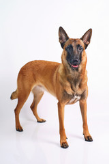 Belgian Shepherd dog Malinois standing on a white background