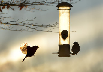Birds