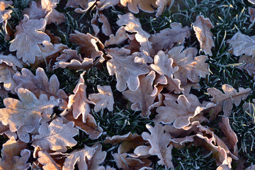 Frosty leaves