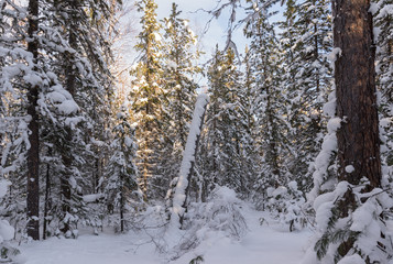 Fototapeta premium Winter forest