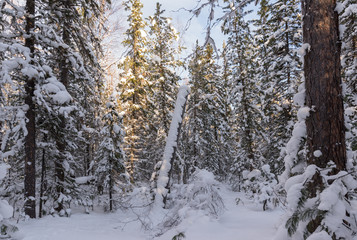 Winter forest