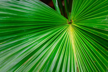 Obraz premium Plant Abstraction