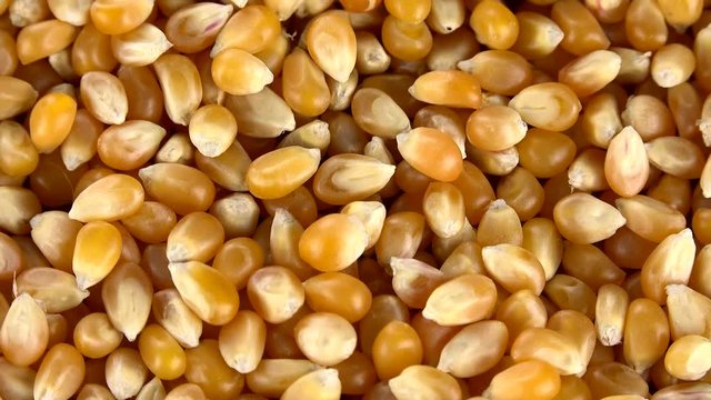 Dried Maize as not loopable roating 4K UHD footage
