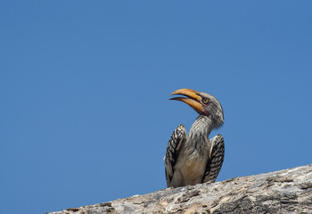 Southern yellow-billed hornbill