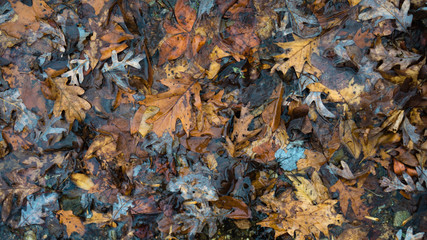 Fall Leaves Laying in Water