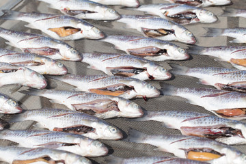 sun dry sea fish process or fish died killed for food.