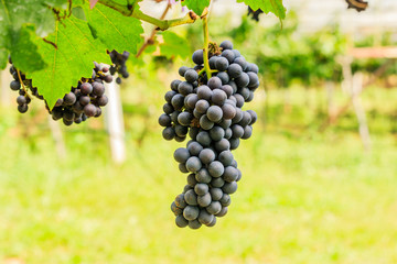  large bunches of red wine grapes hang from a vine, warm backgro