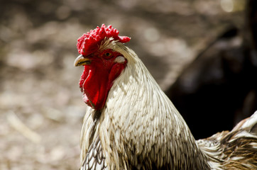 rooster