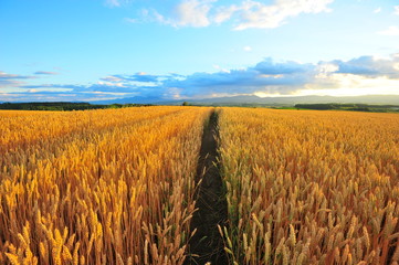 Wheat Fields Landscape at Sunset - 131768258
