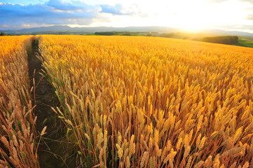 Wheat Fields Landscape at Sunset