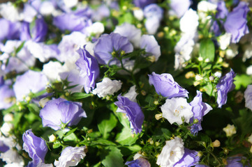 Campanula x haylodgensis many little purple and white flowers in sunlight 